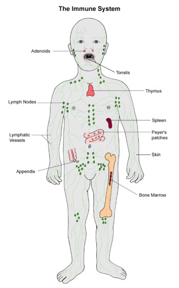 من أمراض المناعة الذاتية مرض الذئبة الحمراء SLE (3)